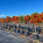 Hlohyňa šarlátová (Pyracantha) ´VENTOUX RED´ - výška 70-90 cm, kont. C7L - NA KMIENKU
